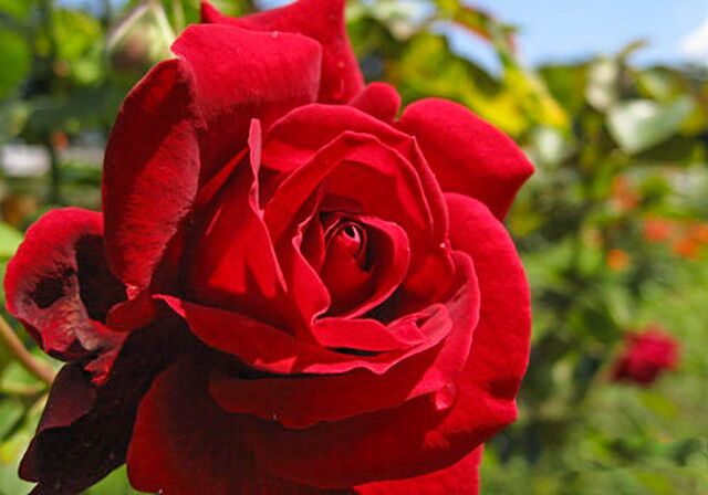 Carrousel – Rose-Biblio