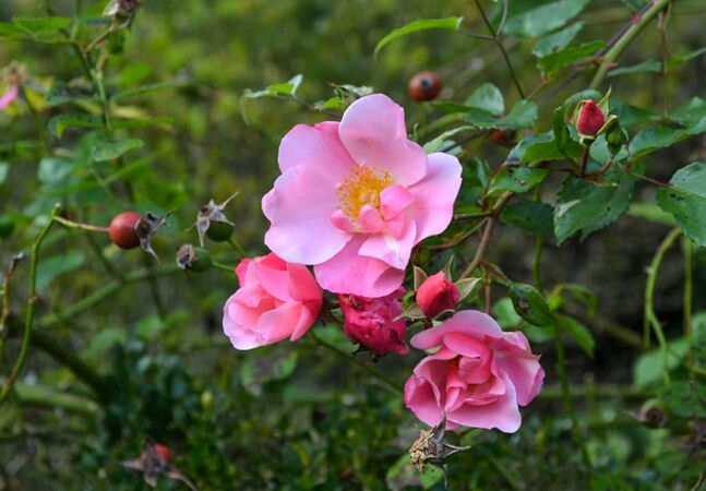 Mela Rosa, Lebrun 6-2-w.jpg