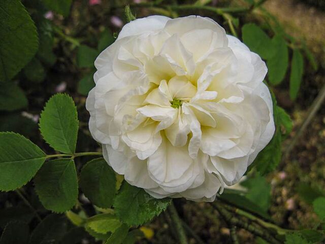 Botzaris – Rose-Biblio