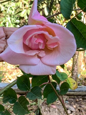 Takamasa Tsuge, Rosarian’s Rosarian 6-2-w.jpg