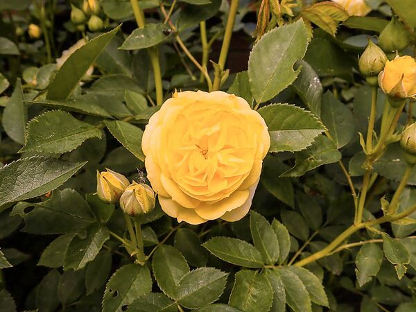 Venus, Salicyna, Szczecin, Polen 8-2-w.jpg