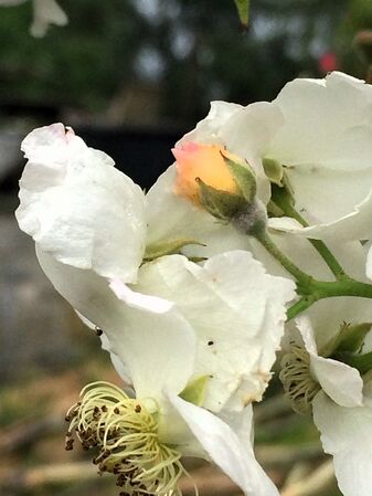 Bouton floral rose-saumon
