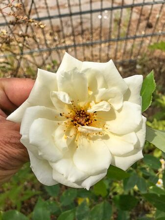 Bouquet tout fait, Gerhard Reinhold 1-2-w.jpg