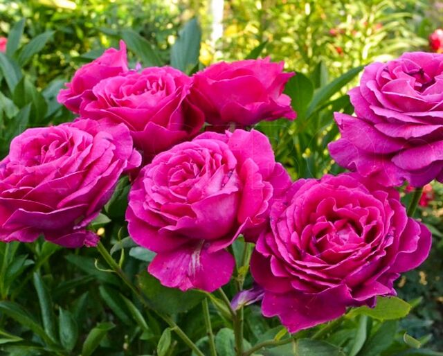 Big Purple – Rose-Biblio