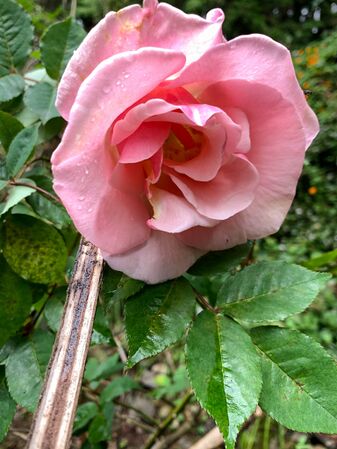 Takamasa Tsuge, Rosarian’s Rosarian 8-2-w.jpg