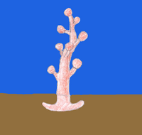 Neakweed.png