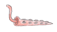 Tongueworm.png