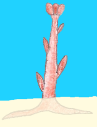 Neakstalk.png