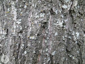 Quercus robur5RE.jpg