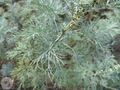 Artemisia abrotanum3RE.jpg