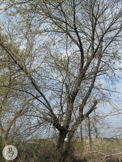 Цветущее мужское дерево. Лесопосадки в районе Свеклопункта